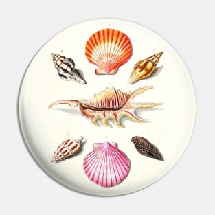 Scientific illustration of seashells Pin