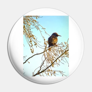 Wren on a Winter Branch Pin