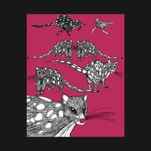 Tasmanian Spotted-tailed Quolls in the Pink T-Shirt