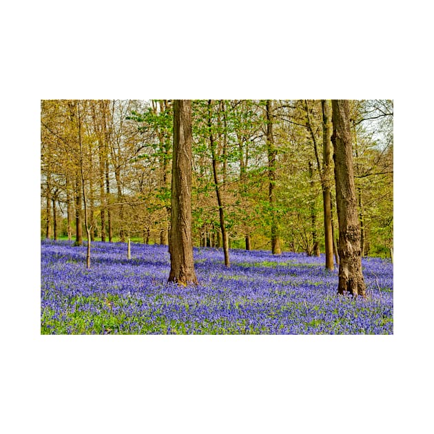 Bluebell Woods Greys Court Oxfordshire UK by AndyEvansPhotos