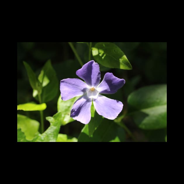 Periwinkle Flower Photograph by Battlefoxx Living Earth