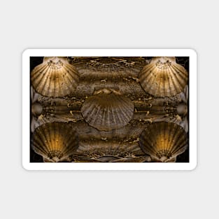 Scallop Shells Background Magnet