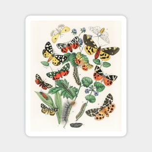 A kaleidoscope of fluttering butterflies and caterpillars (1882) Magnet