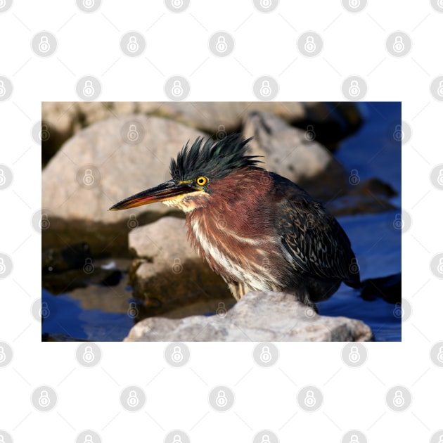 Green heron by Jim Cumming