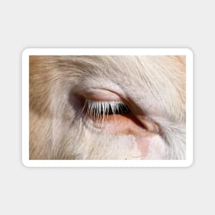 Cow eye / Swiss Artwork Photography Magnet