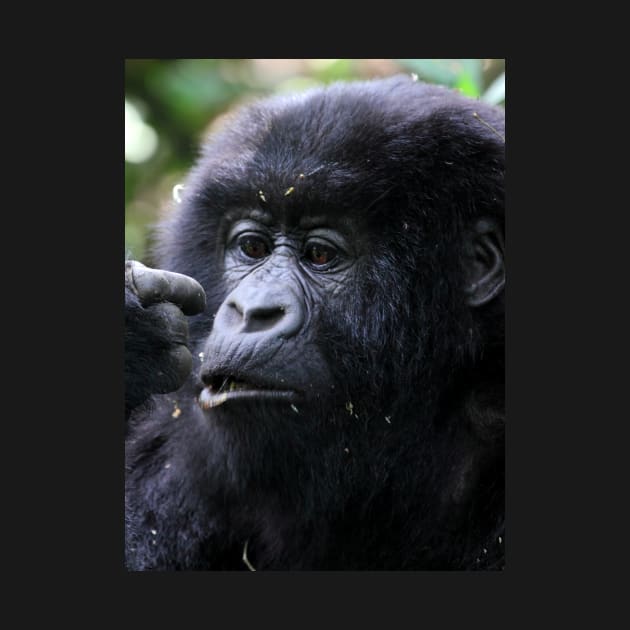 Juvenile Mountain Gorilla, Kwitonda Group, Rwanda, East Africa by Carole-Anne