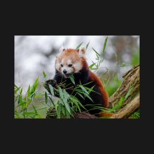 Red Panda T-Shirt