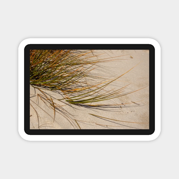 Sand grass. Magnet by sma1050