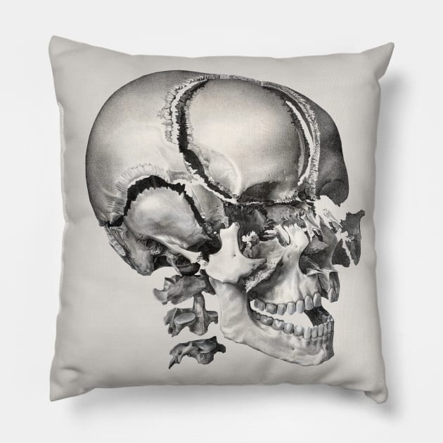 Vintage Science, Antique Human Anatomy Skull Pillow by MasterpieceCafe