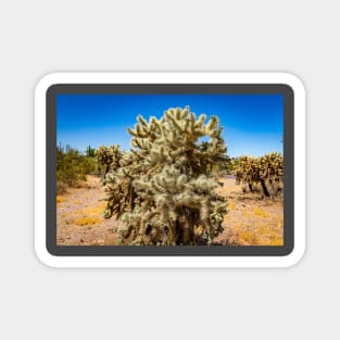 Cholla Cactus along the Apache Trail Magnet