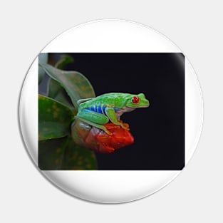 Red Eye Tree Frog Pin