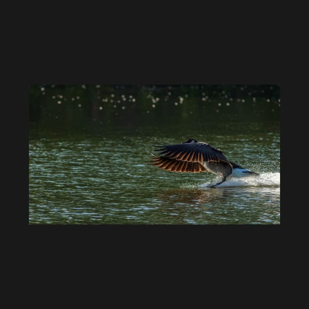 Goose Coming in for a Water Landing by jecphotography