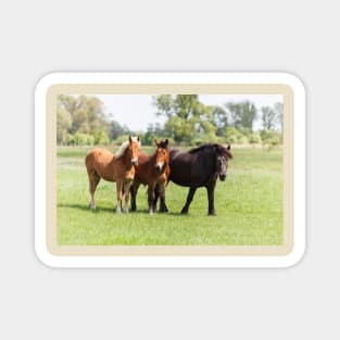 Three horses on pasture looking at camera Magnet