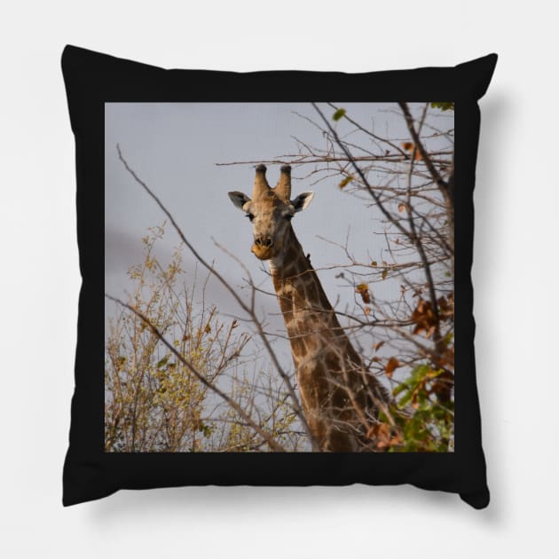 Male giraffe on a safari in Botswana Pillow by Steves-Pics