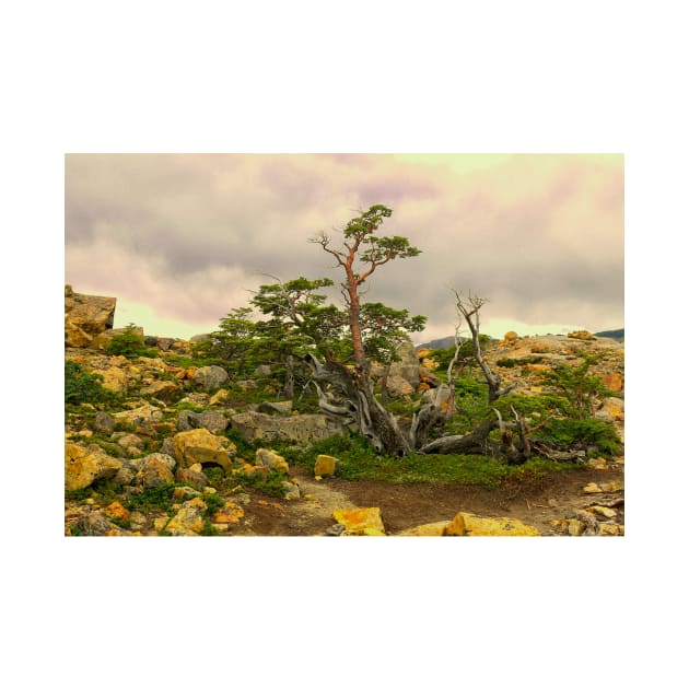 A natural Patagonian bonsai by stevepaint