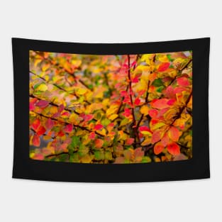 Orange red yellow green Berberis leaves background Tapestry