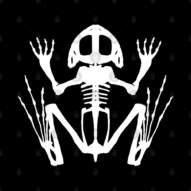 Frog Skeleton (White) by braincase