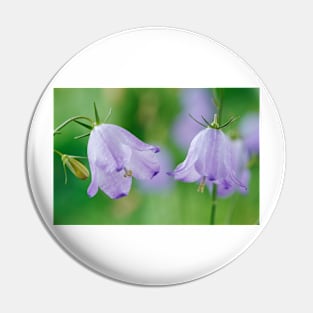 Campanula rotundifolia  Common harebell Pin