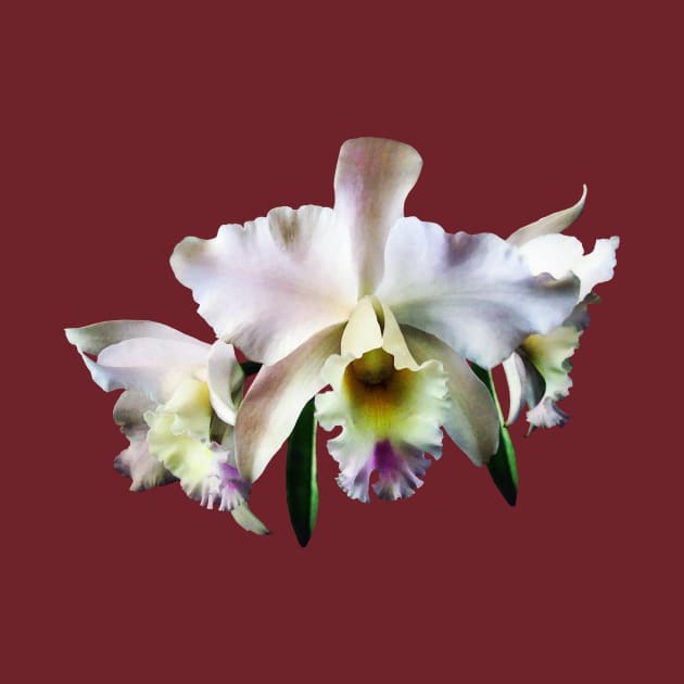 White Cattleya Orchids by SusanSavad