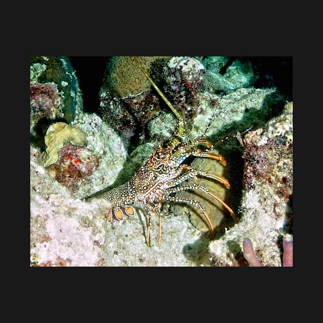 Caribbean Spotted Lobster on Night Dive by Scubagirlamy