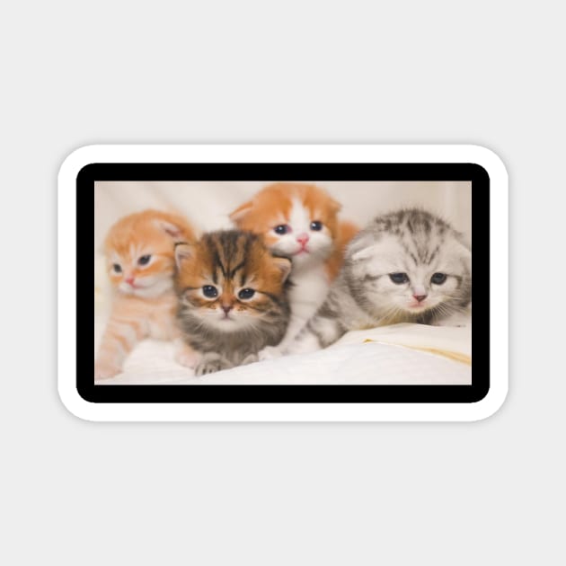 the 4 little cute cats Magnet by kunasin