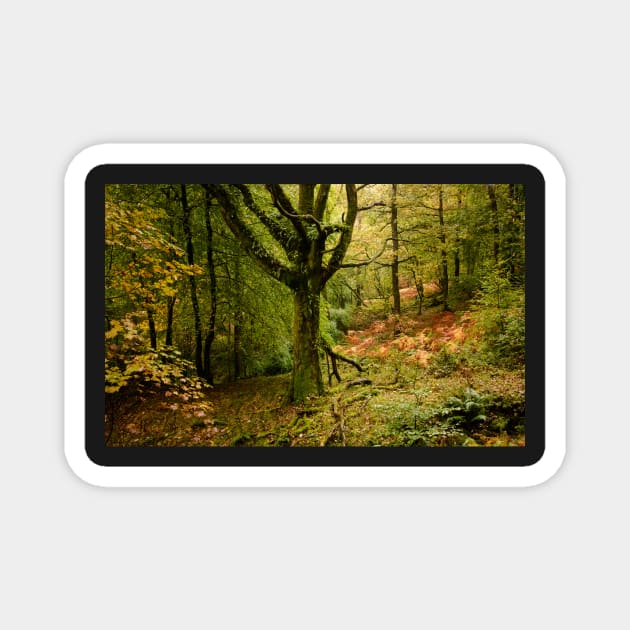 Autumn shades in Skelghyll Woods Magnet by jldunbar