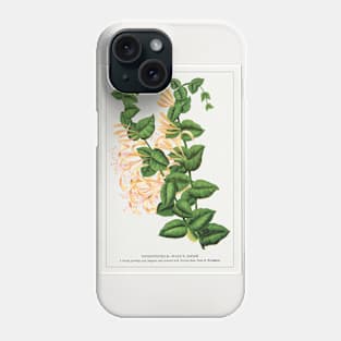 Honeysuckle Flower Lithograph (1900) Phone Case