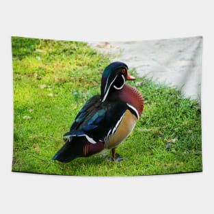 A Wood Duck I Found At My Local Duck Pond Tapestry