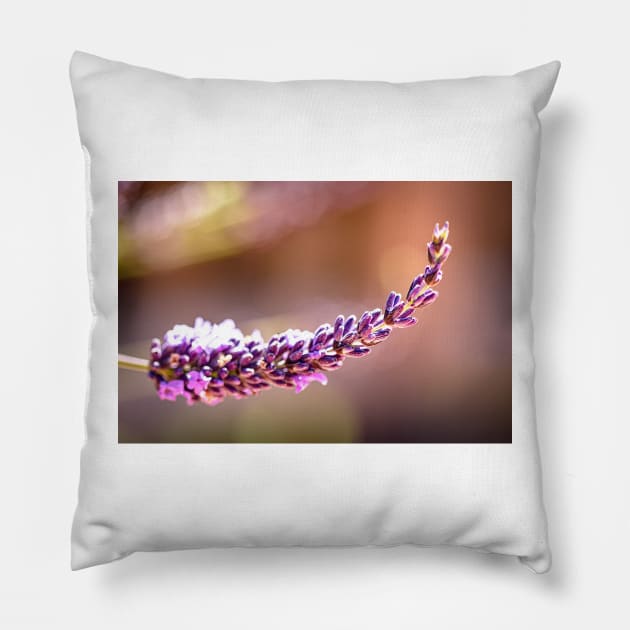 Lavender and bokeh Pillow by blossomcophoto