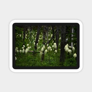 Bear Grass Extravaganza Magnet