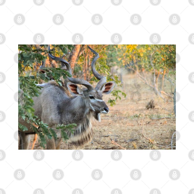 Male Kudu Close Up, Botswana, Africa by SafariByMarisa