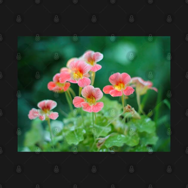 Nasturtium flowers photo by MistyLakeArt
