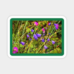 Harebells and Geraniums textured Magnet