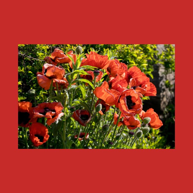 Blood red back lit Poppies by Violaman