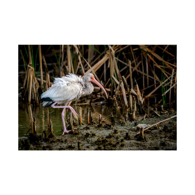 Immature White Ibis On The Move by Debra Martz