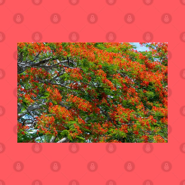 Royal Poinciana Flowering Tree by SafariByMarisa