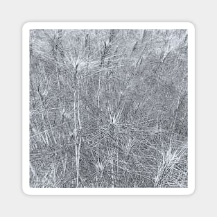 Wild wheat pencil sketch Magnet