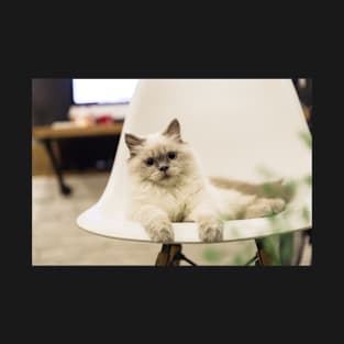 Ragdoll Cat on the Chair T-Shirt