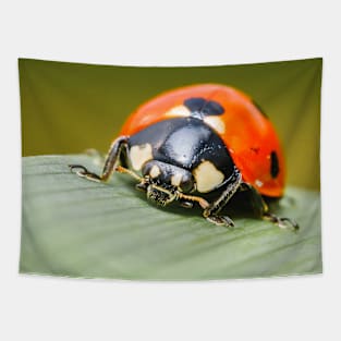 Ladybug Macro Photograph Tapestry