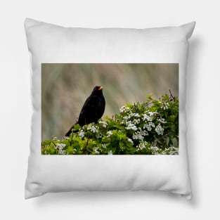 Blackbird on May Blossom Pillow