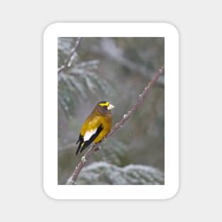 Evening Grosbeak - Algonquin Park Magnet