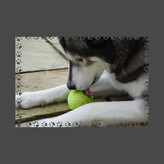 Husky Dog by Nicole Gath Photography