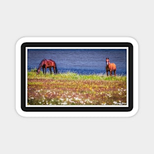 Horses of Margaree Harbour Magnet