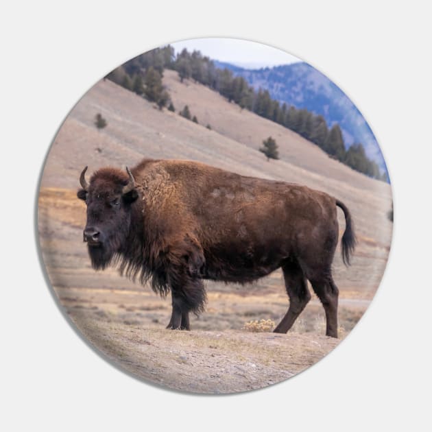 Bison Buffalo Adult Photograph Pin by SafariByMarisa