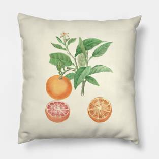 botanical illustration of oranges Pillow