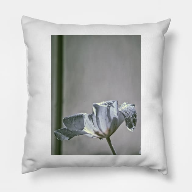 Wet Tulip - Infrared Pillow by BonniePhantasm