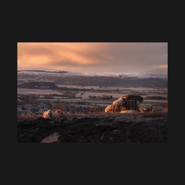 Sunrise over Stirling with Sheep by TMcG72