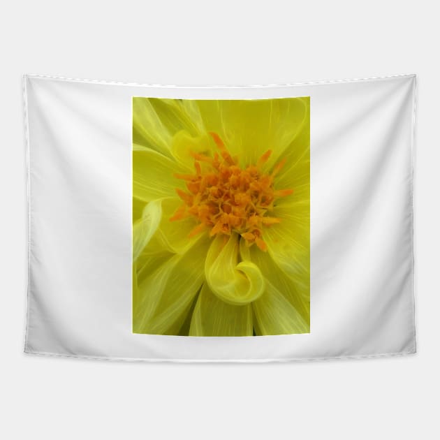 closeup macro photography of bright glowing yellow dahlia bloom with yellow gold coloured complex structured center Tapestry by mister-john