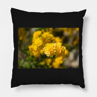 Kerria Japonica Pleniflora Pillow