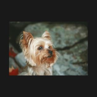 Yorkshire Terrier Portrait T-Shirt